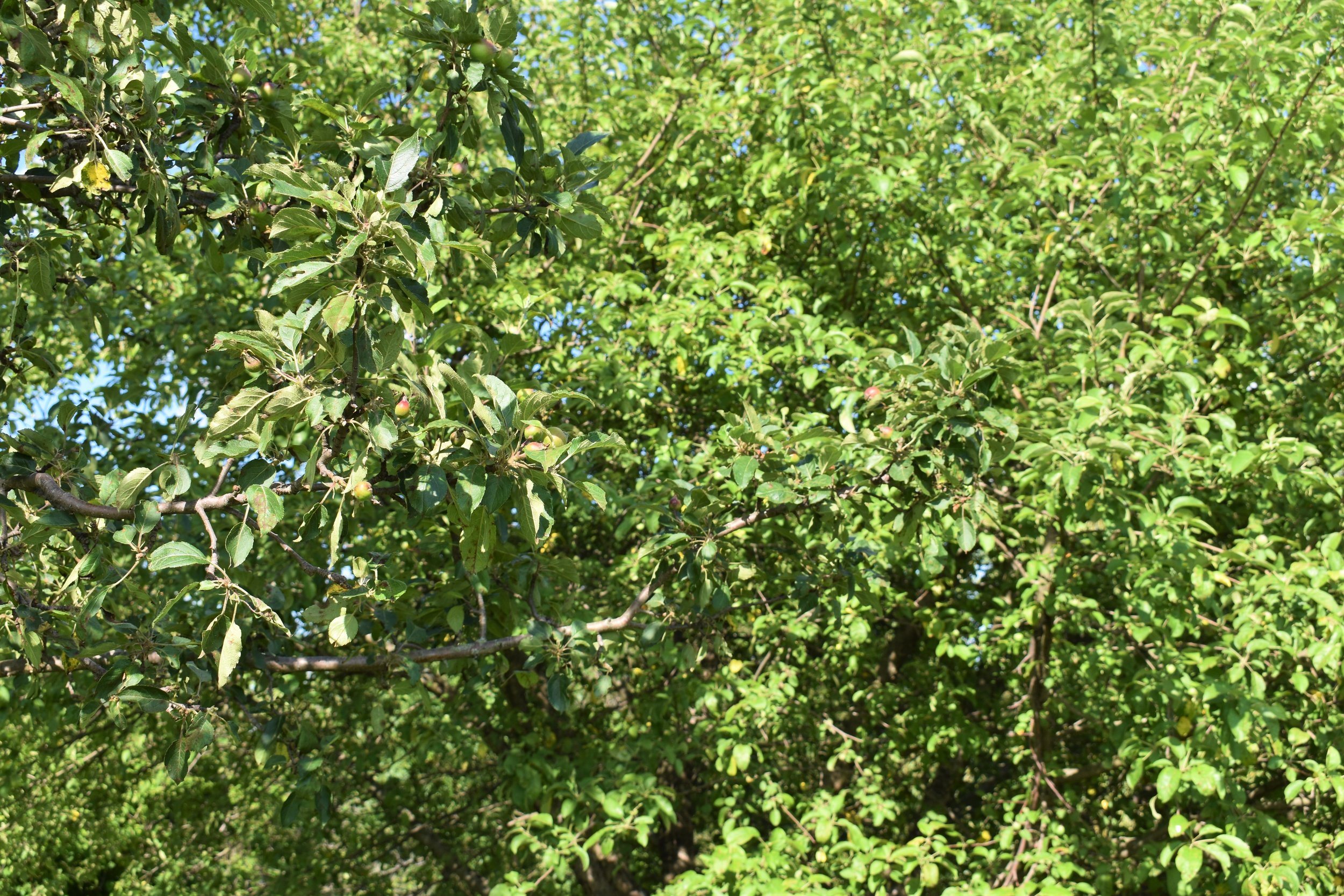 Macintosh apples growing well