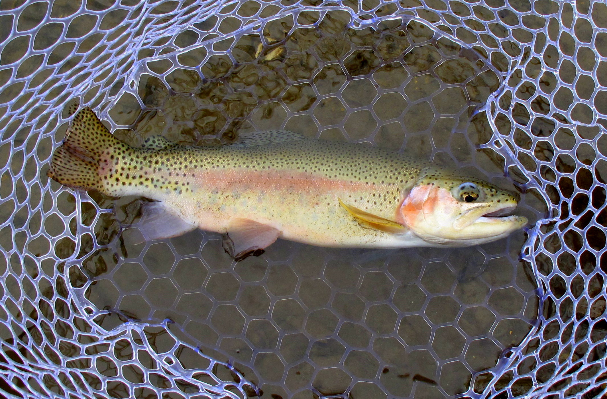 Trout3.jpg