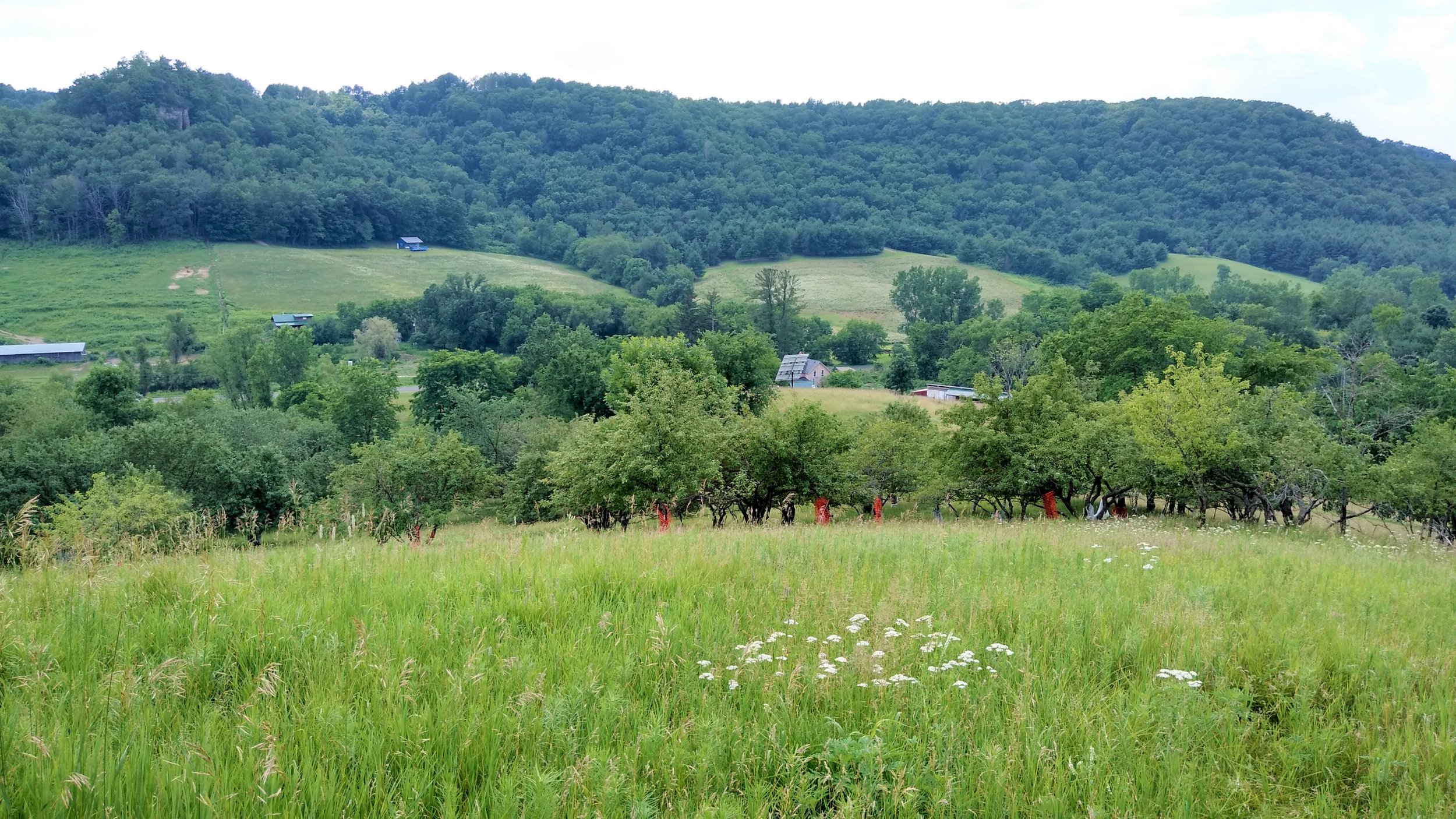 View of one of the farm’s orchards