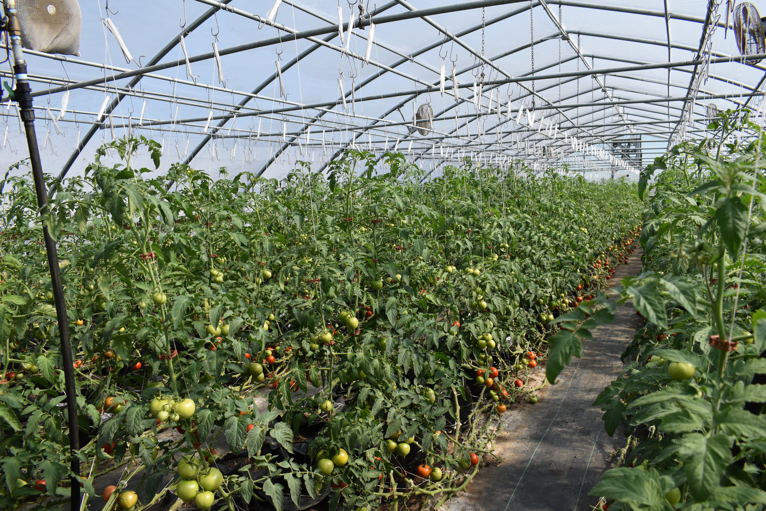  One of the tomato greenhouses 