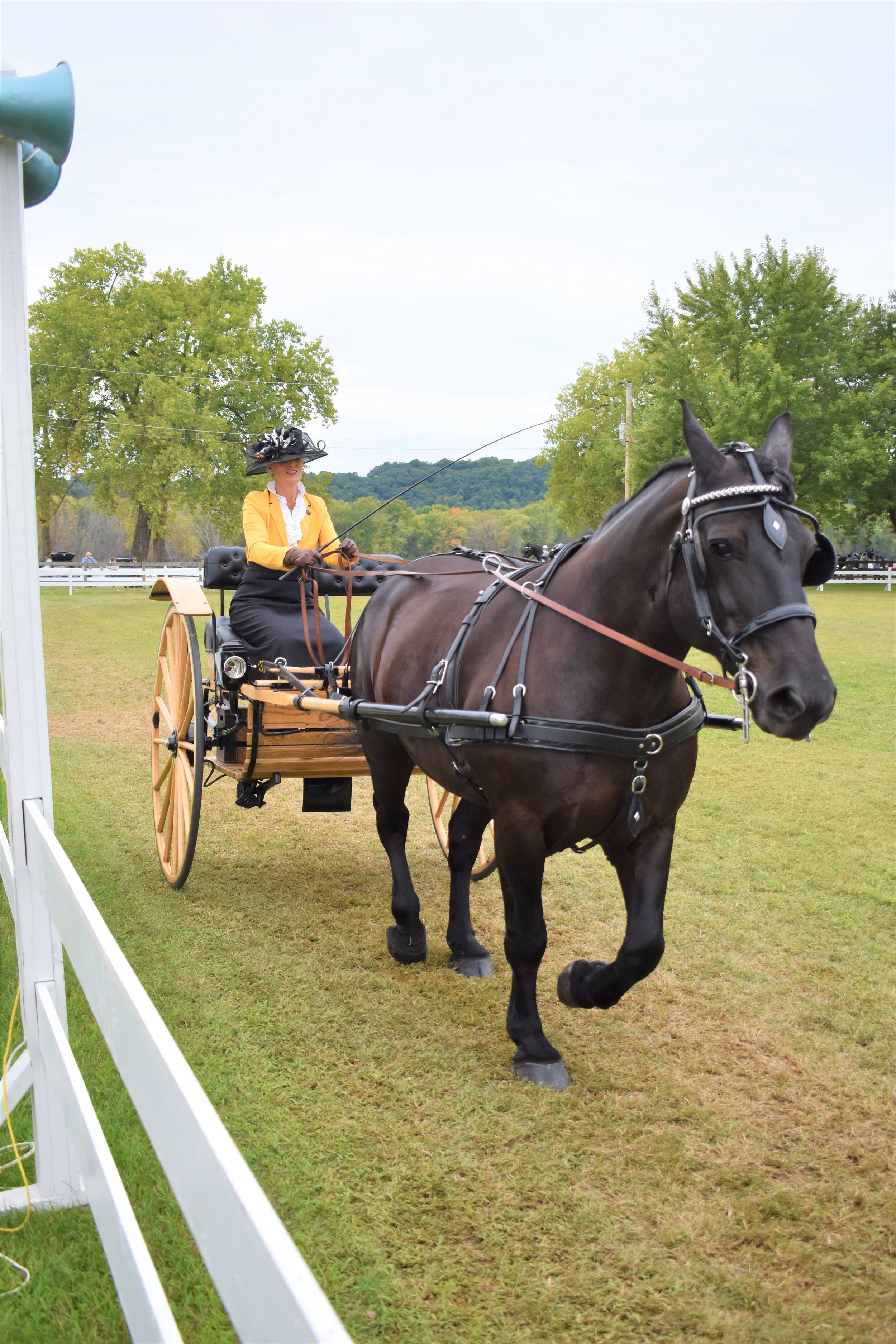 Carriage-8.jpg