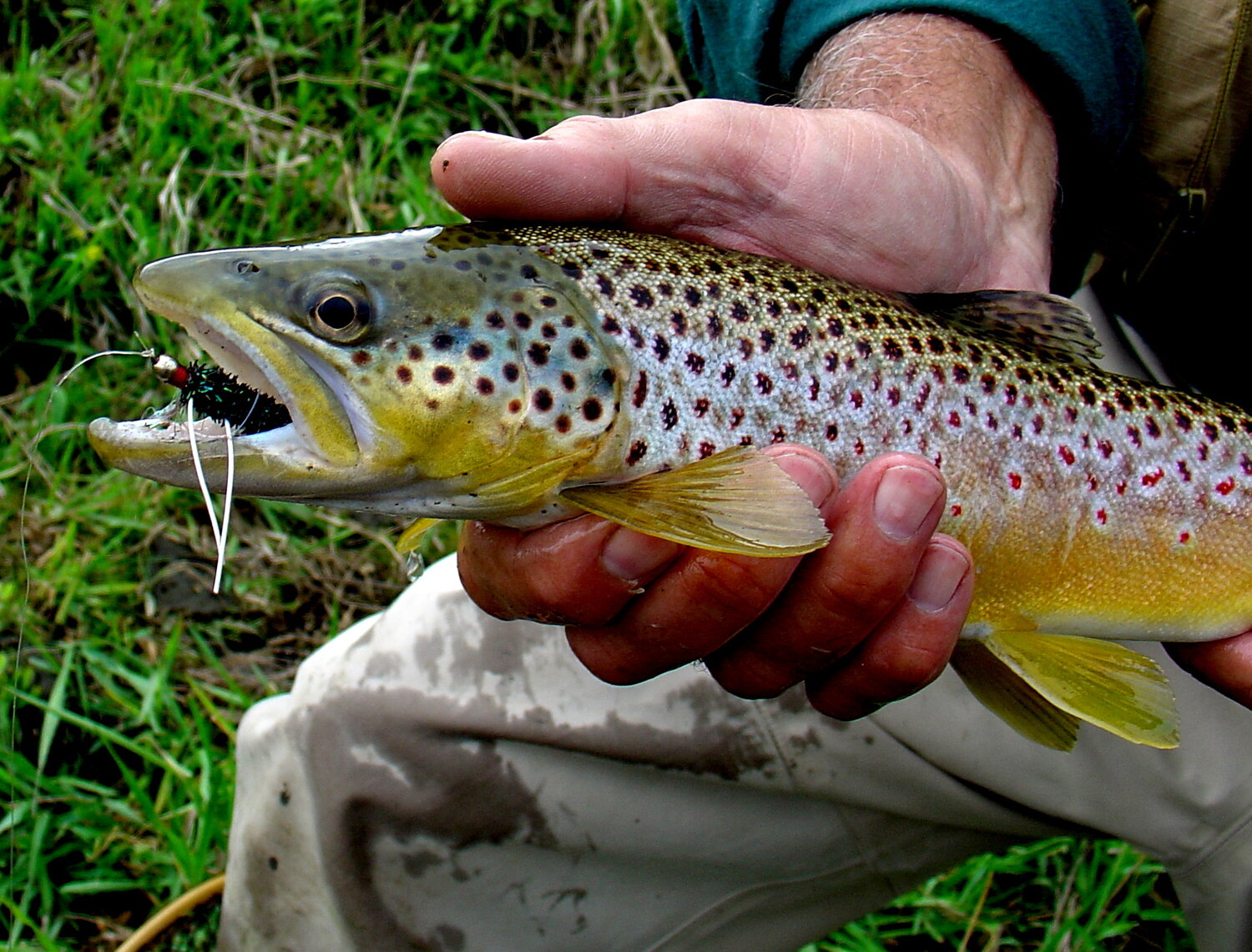 Did a bit of exploring at some old stomping grounds and landed my personal  best wild gay trout! Swipe to see what it ate! #fishing #fishi