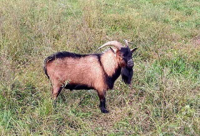    Billy Goat   