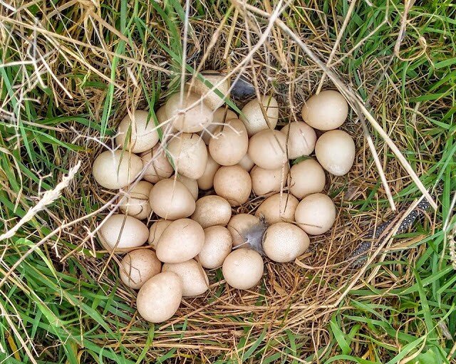    Wow....I have one child...no wonder this momma Guinea Hen was so loud when we took a photo of her nest.   