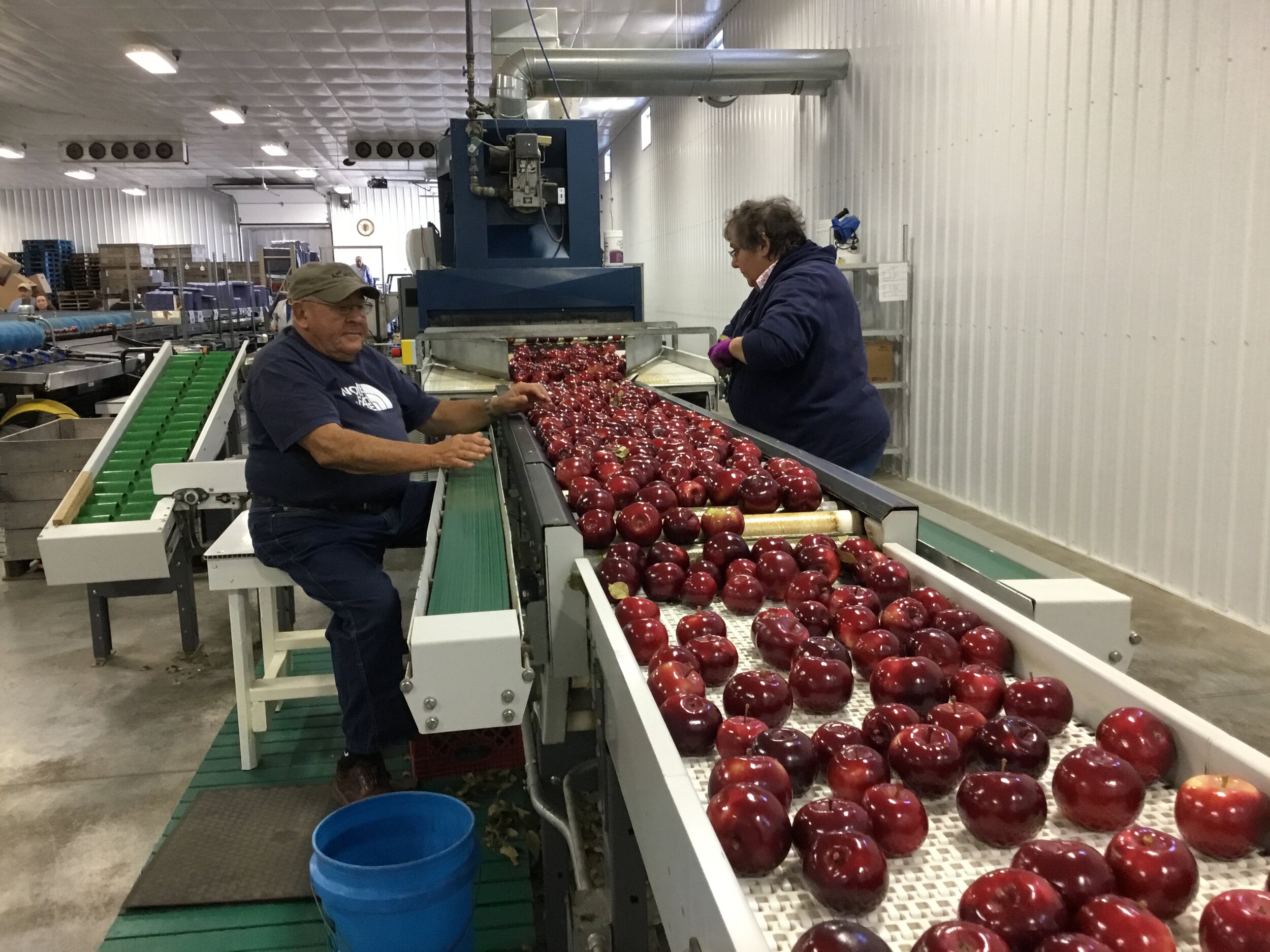  John Louis and Janet Louis sorting the crop 