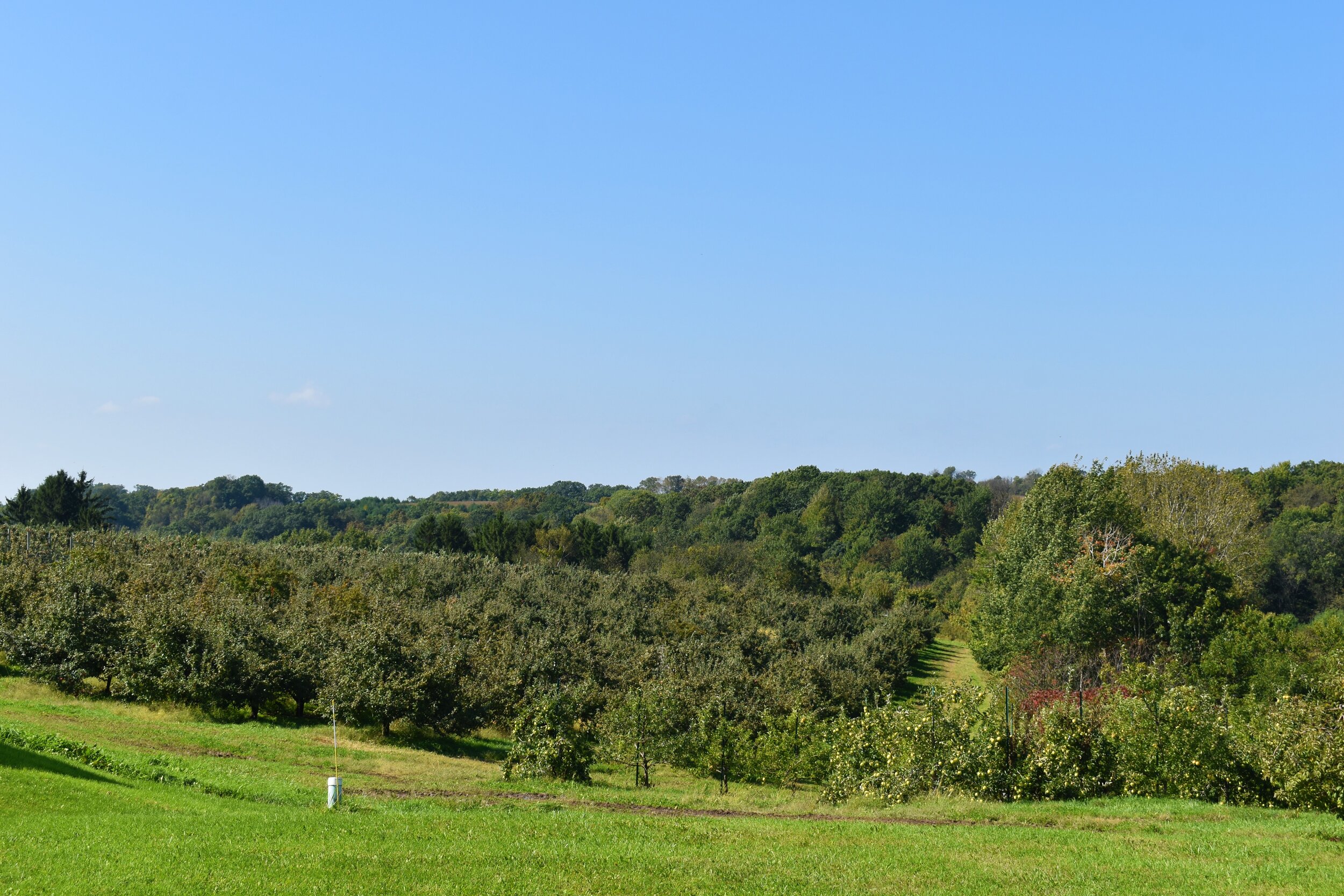 Orchards-1.jpg