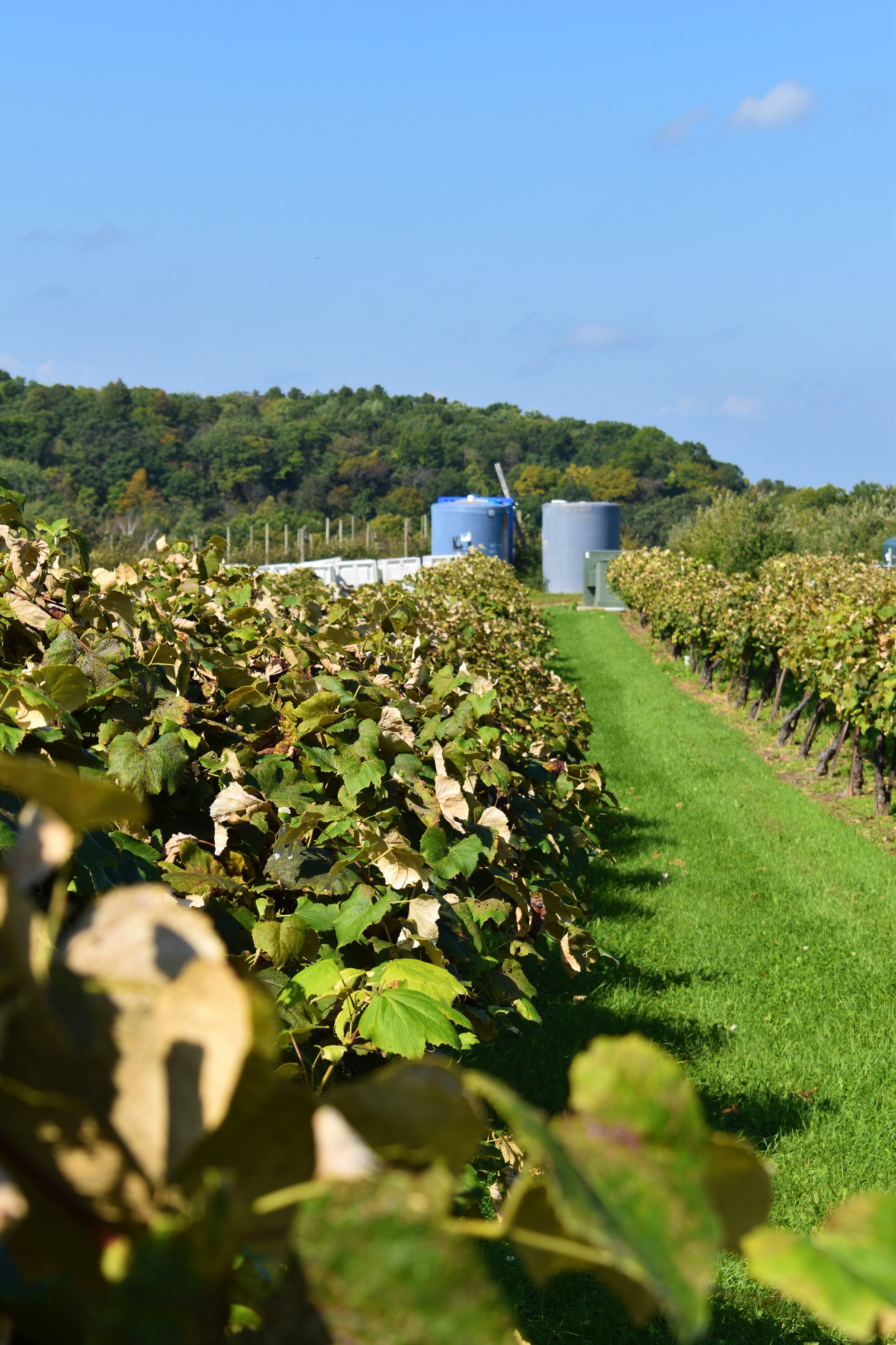  Some of Oakwood Fruit Farms’ grape vines 