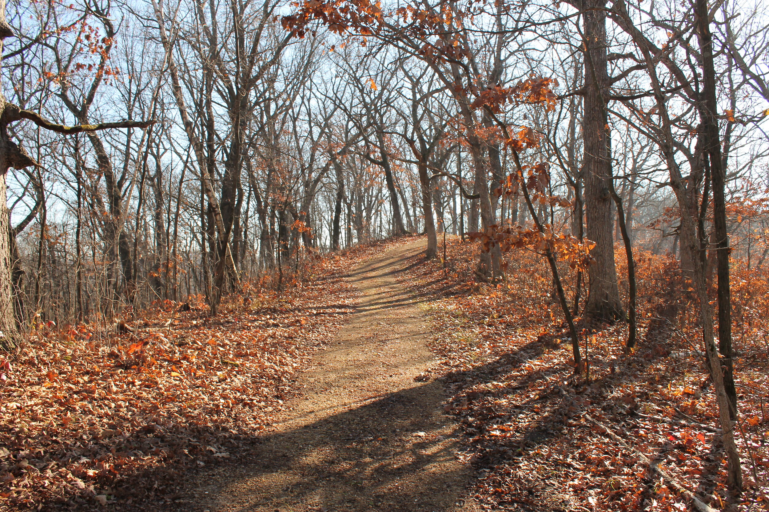  Oak Savanna-Contributed by White Mound County Park 