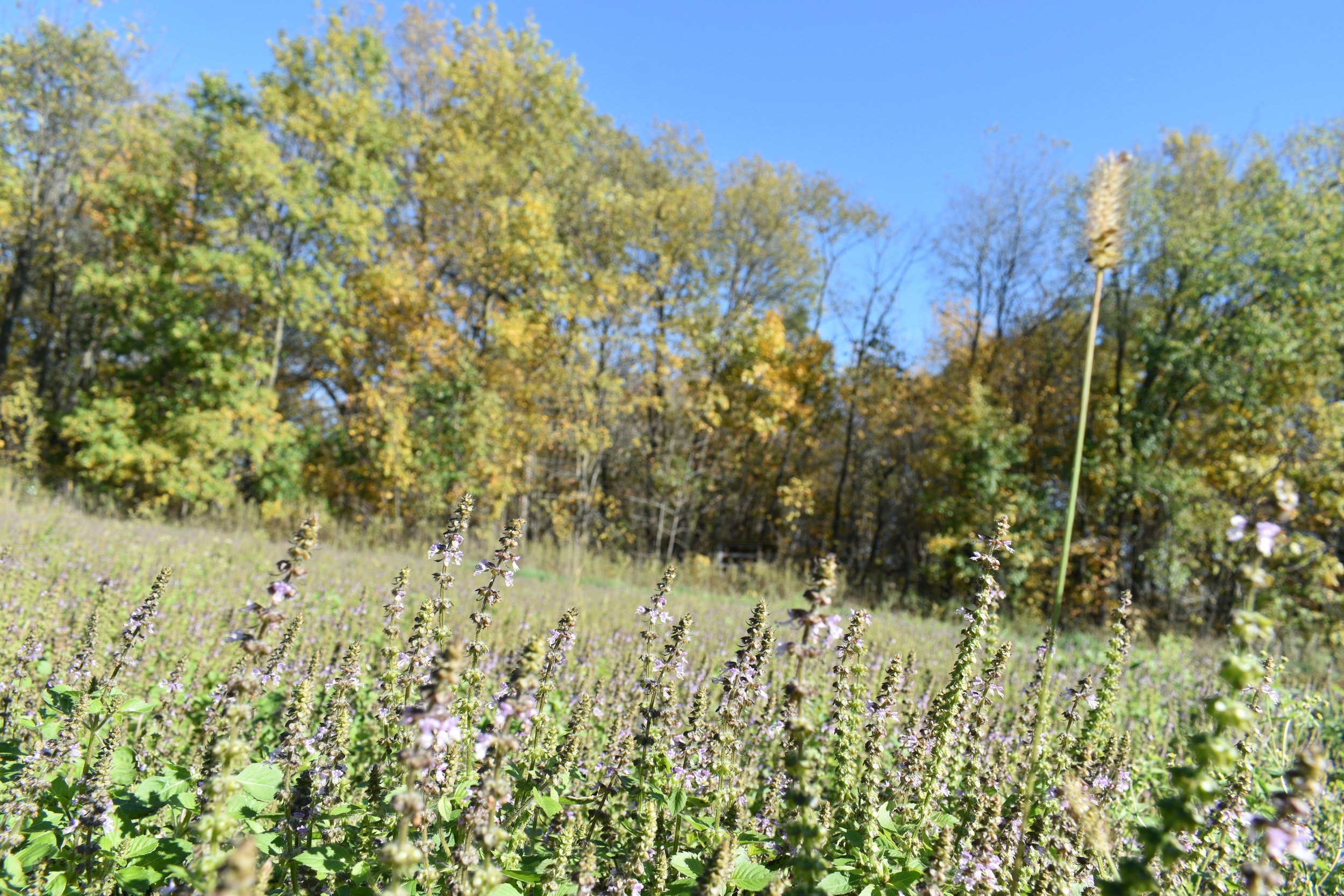  Tulsi or holy basil,  Ocimum tenuiflorum  