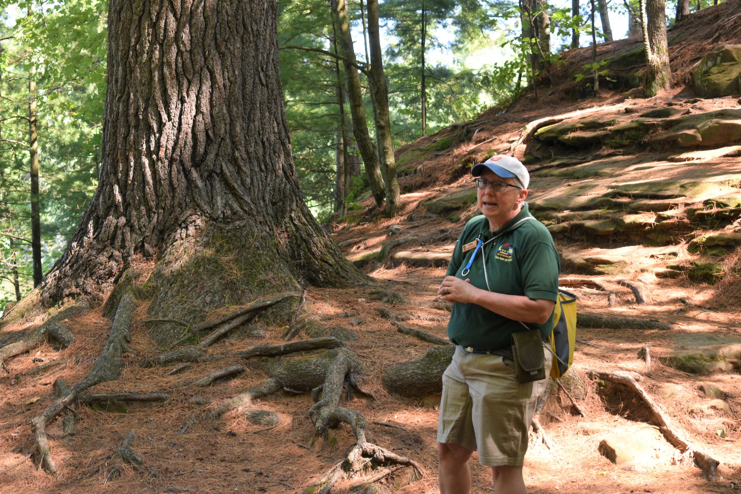  Natural Resources Educator Cindy Cseriand talks about a 300-year-old White Pine 