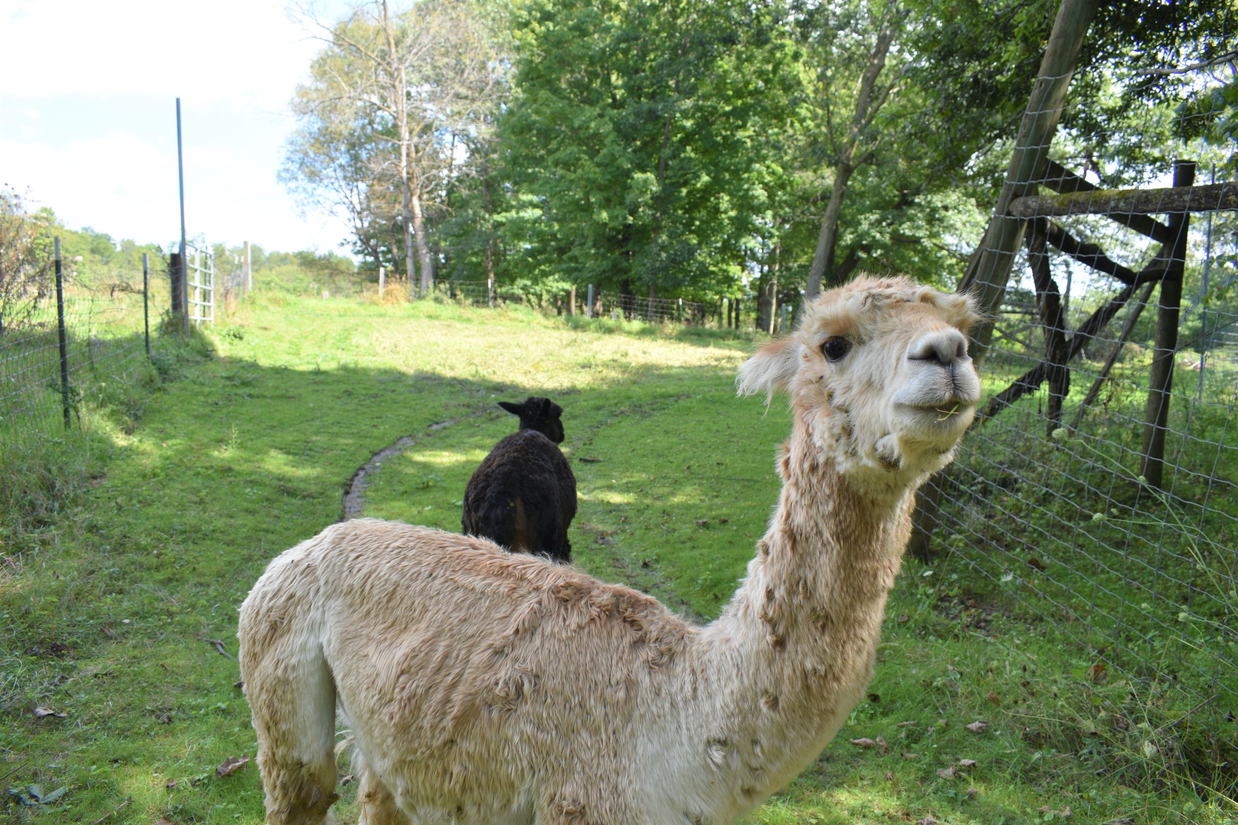  The Alpacas, Tigger with Budda in the background. 