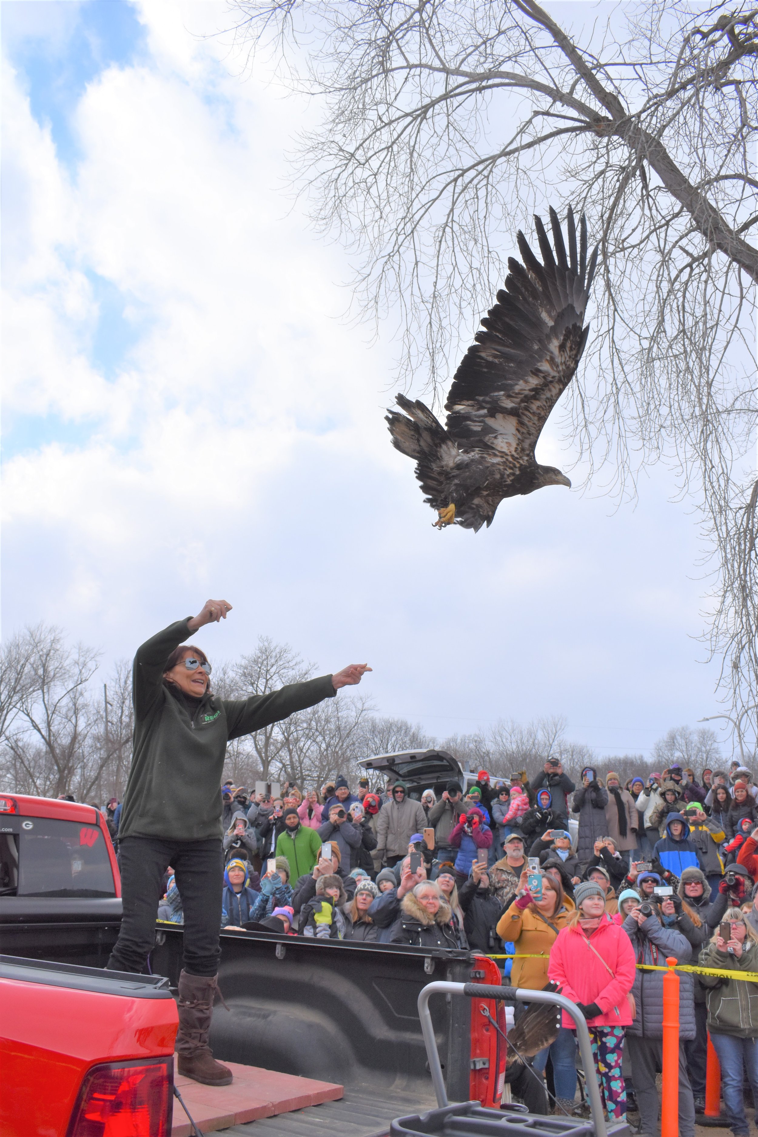  Marge Gibson releasing an immature Bald Eagle. 