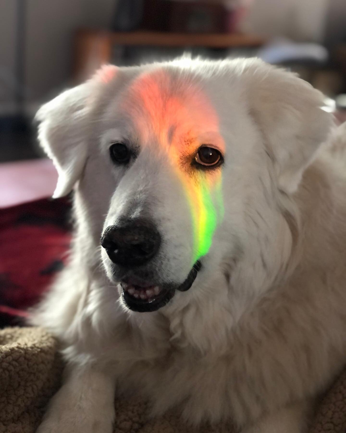 A Fern photo dumb for your morning coffee 💕☕️🐻&zwj;❄️☕️💕 #greatpyrenees #greatpyreneesofinstagram #rescuedog #polarbear
