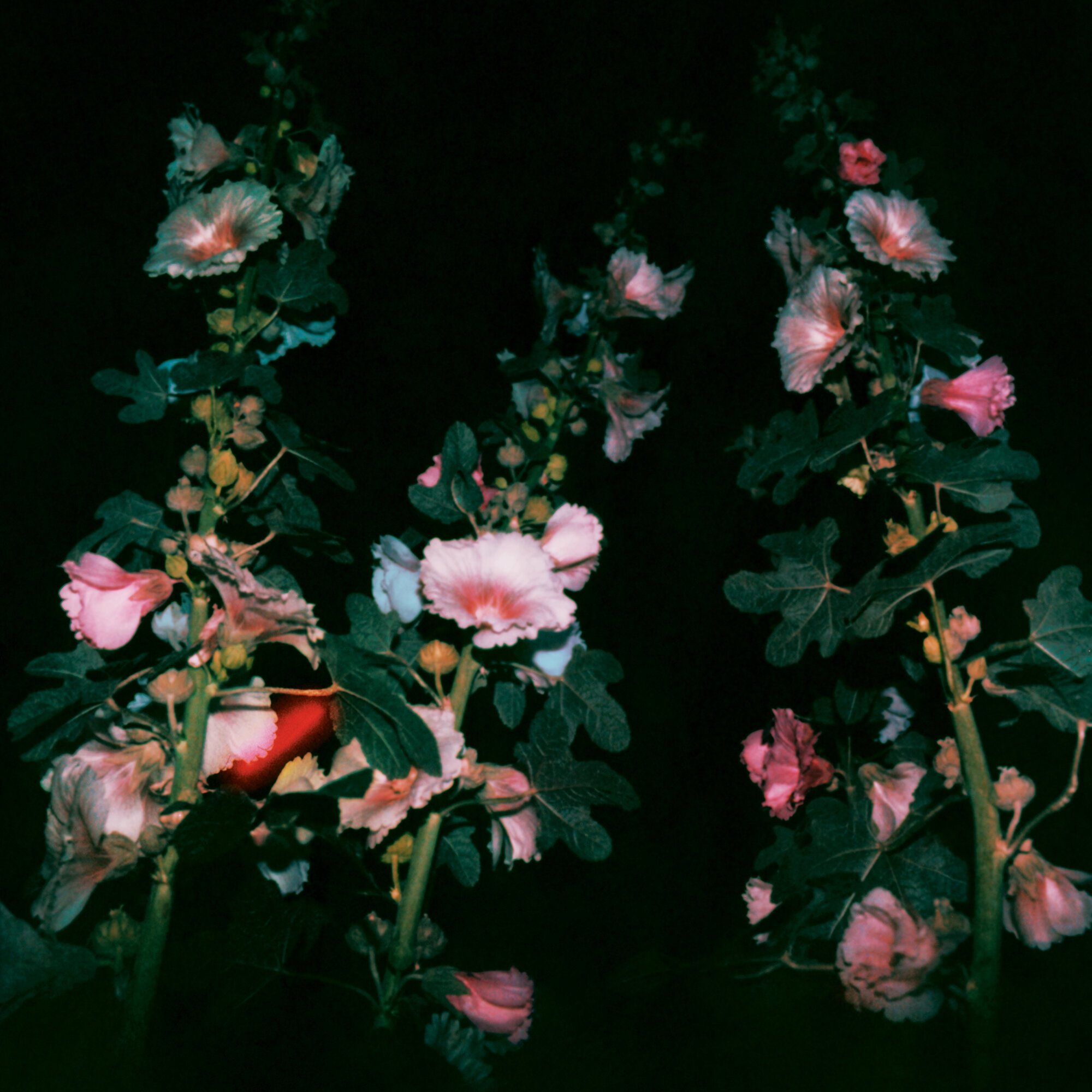 Hollyhocks II - Neil Krug.jpg