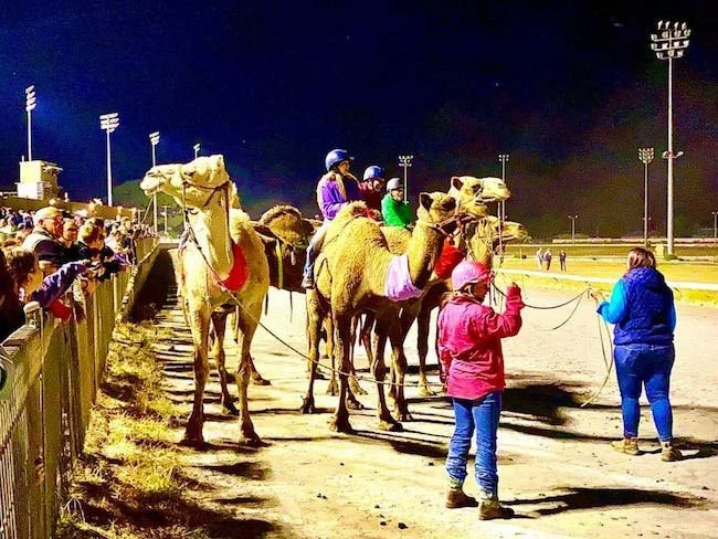 Wagga Wagga Camel Races 