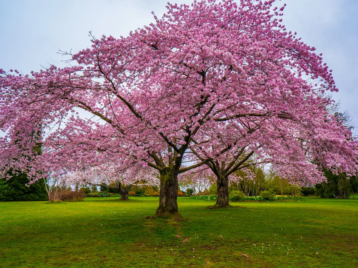cherryblossomtree.jpg