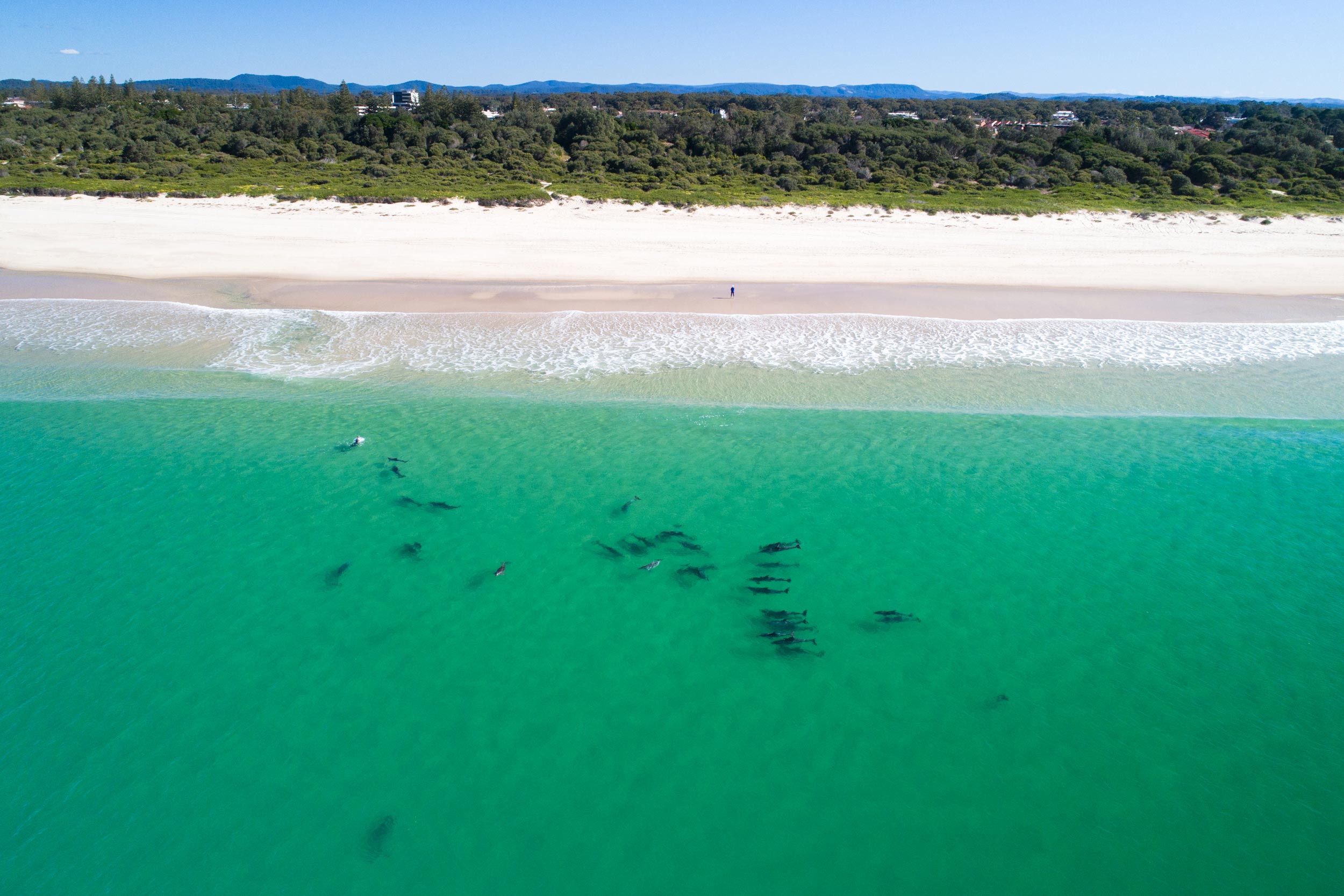Dolphins on Tuncurry Beach 1