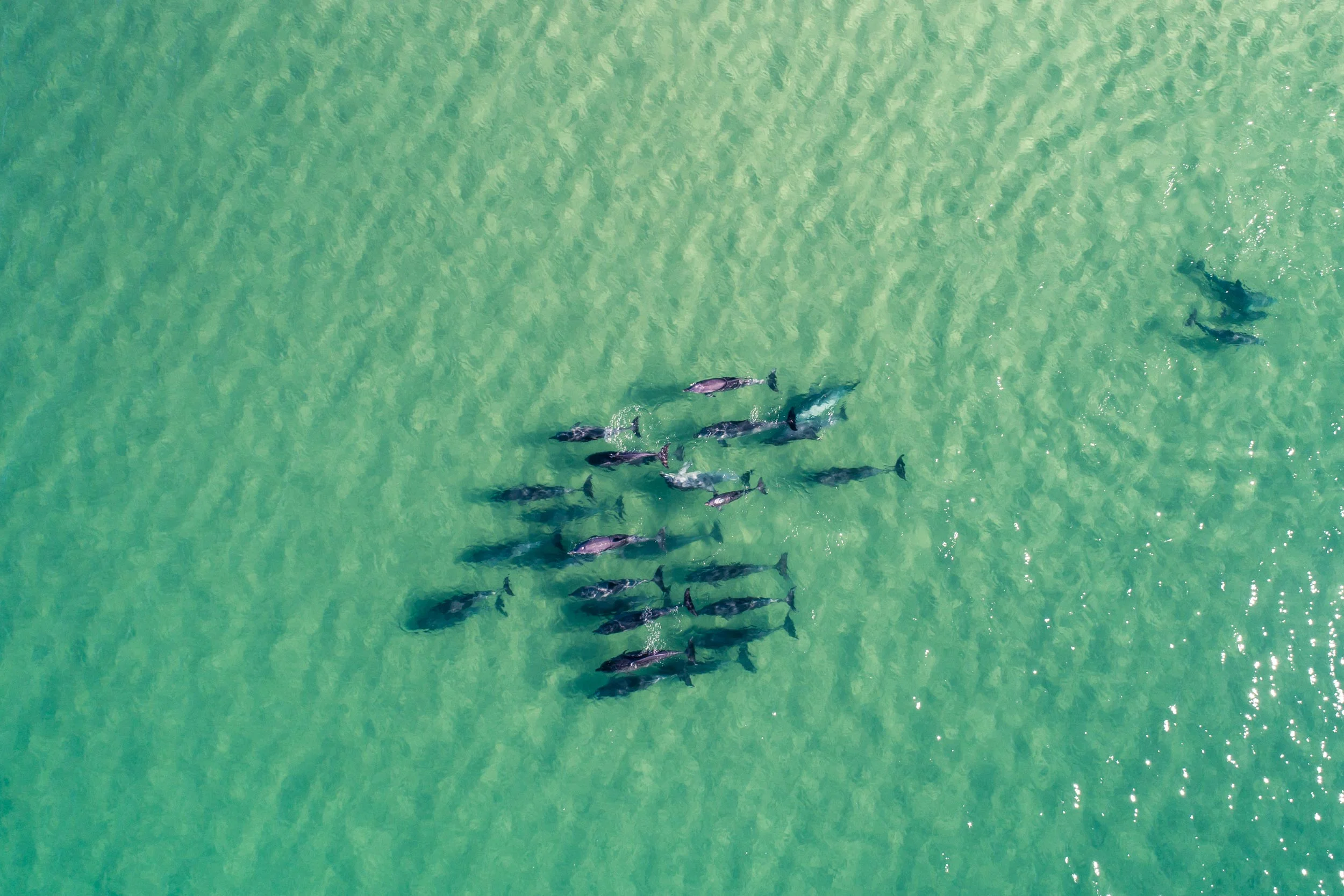 Dolphins on Tuncurry Beach 2