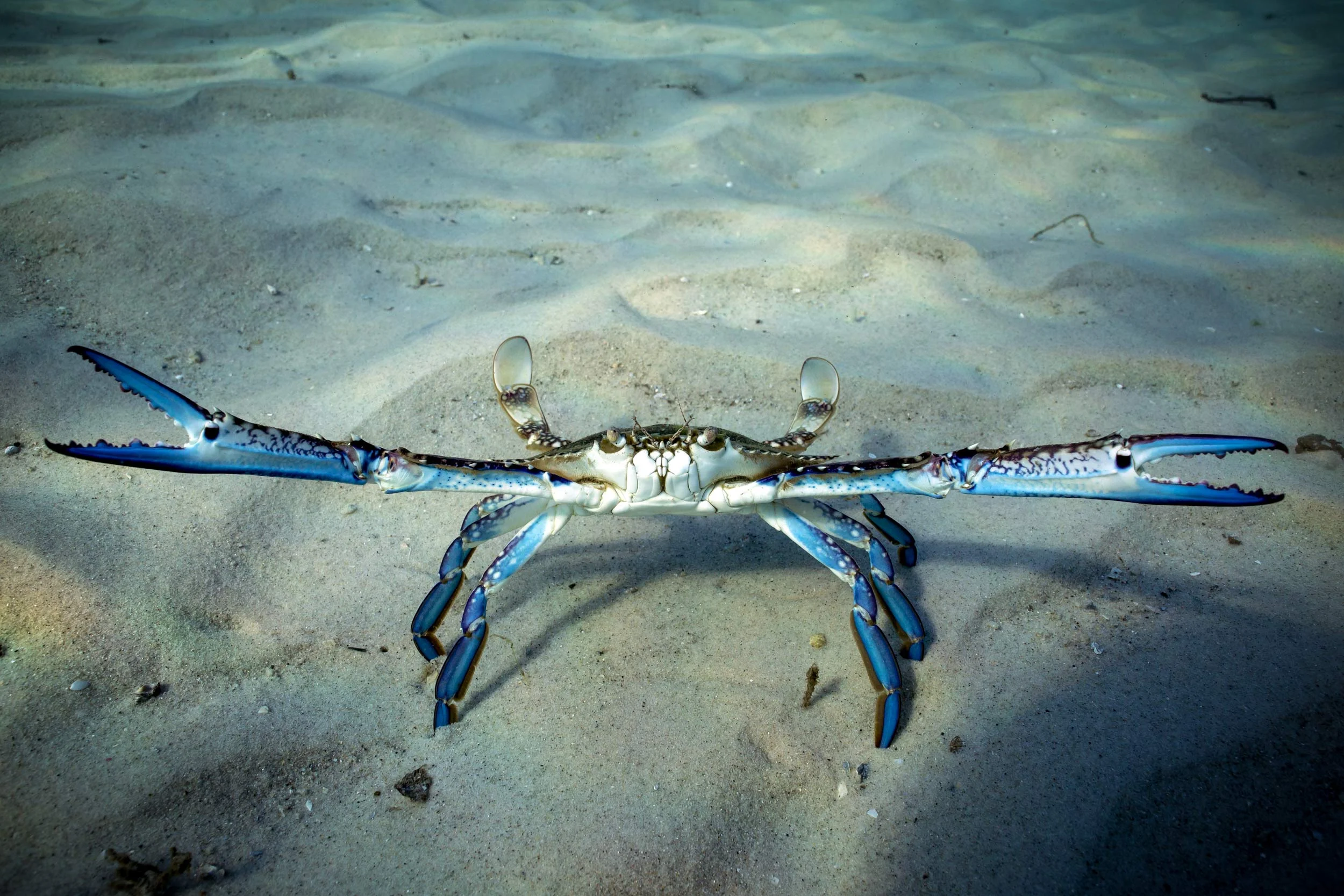 Blueswimmer Crab