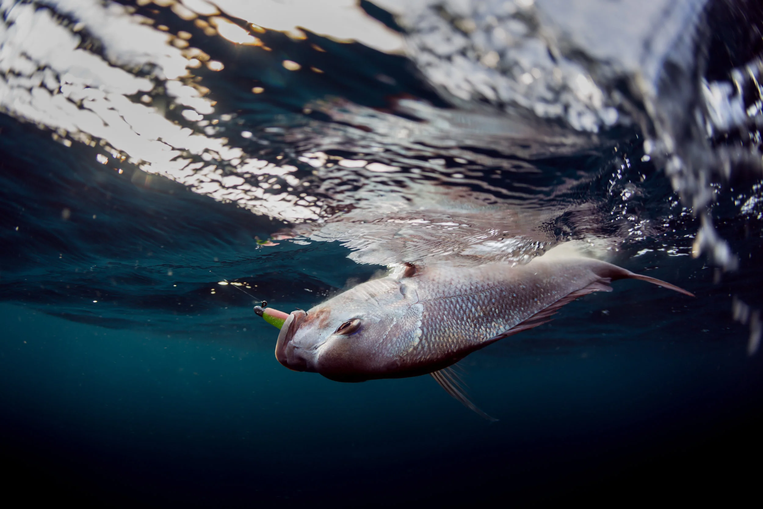 Snaps In The Shallows