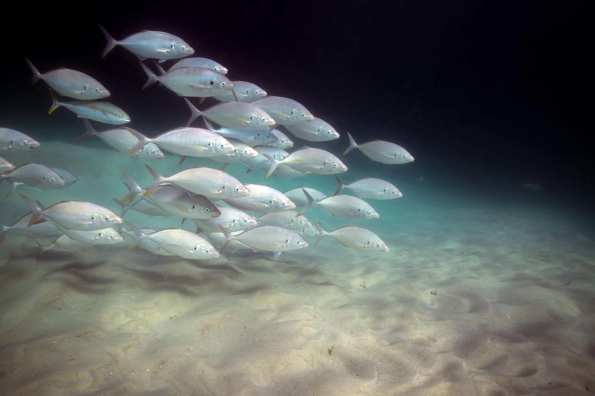 Trevally