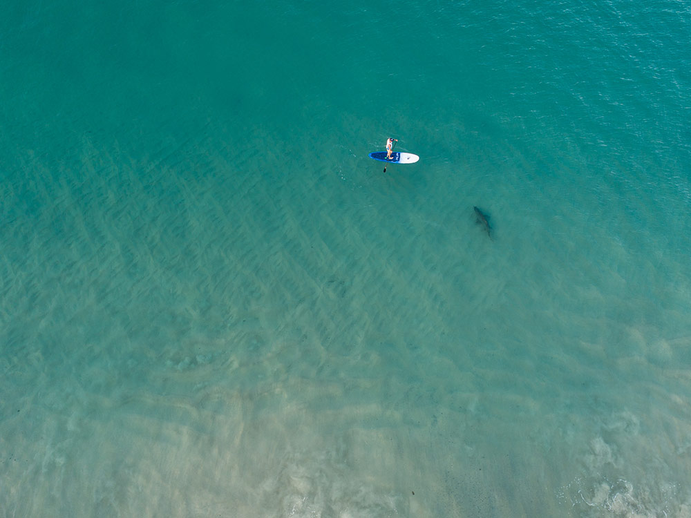 sv-drone-videography-life-aquatic.jpg
