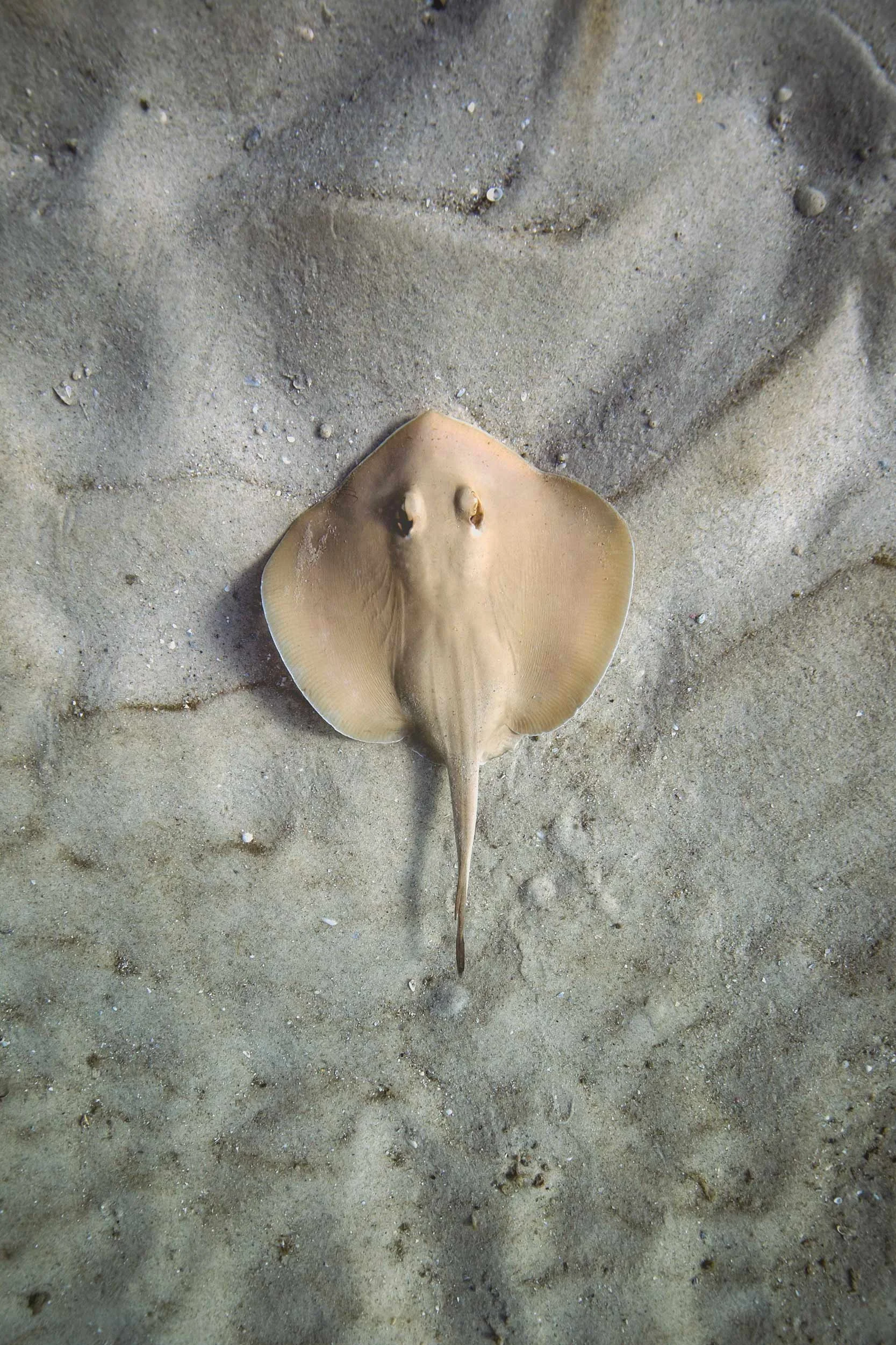 Sand Ray