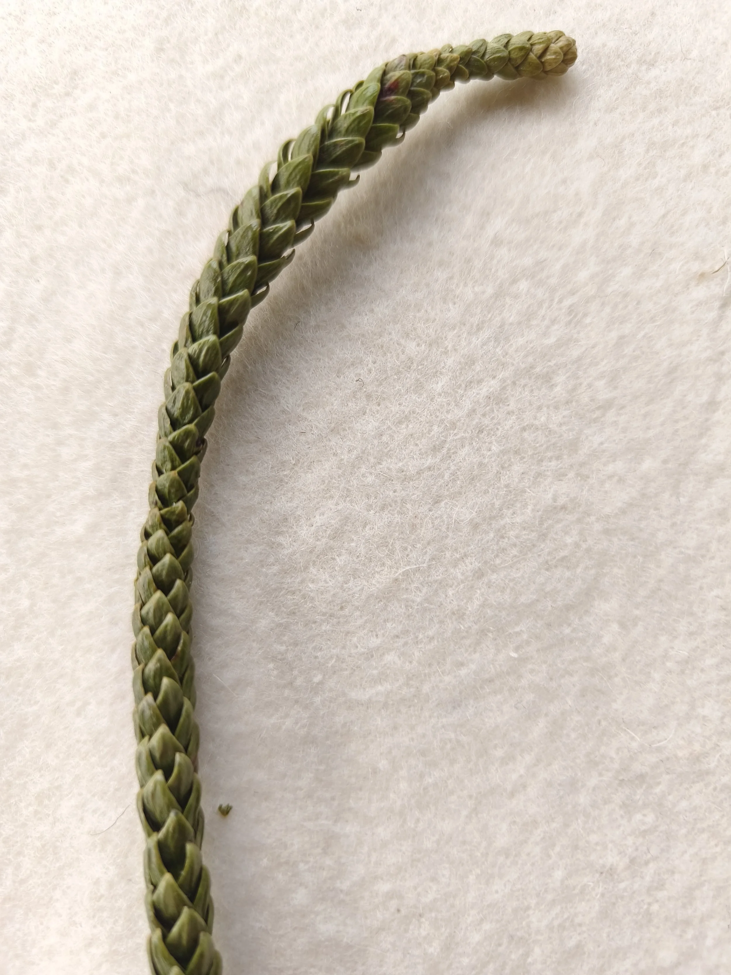 Primitive "Scale" leaves