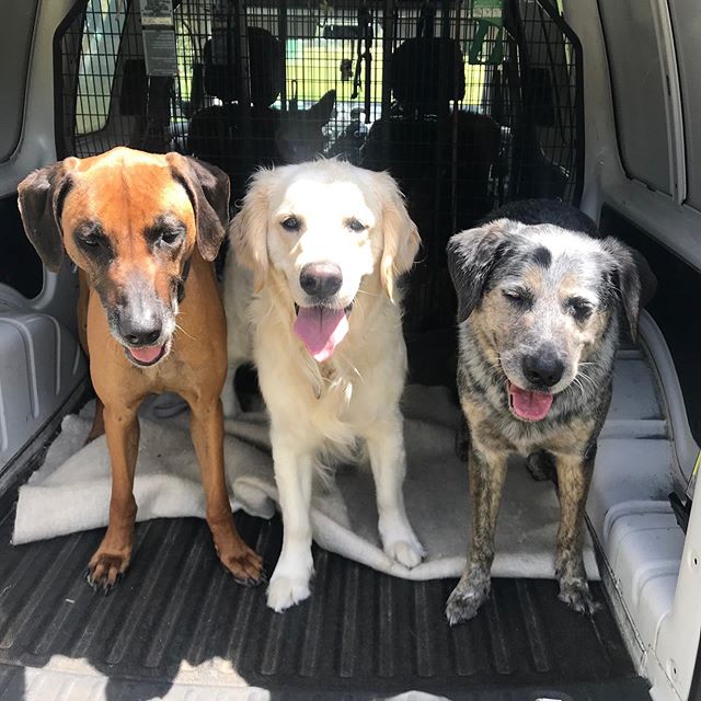 Happy hounds...
Frosty, Isla &amp; Ottey 🐶