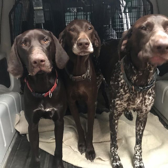 Happy snaps of happy hounds 🐶
#4dogswalking 
#happyhounds