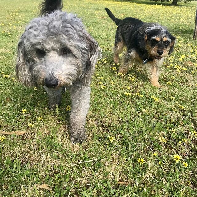 It is with a very heavy heart that I post this on behalf of a client...
Jake &amp; Charli need to find a new loving forever home. Unfortunately their owner is now too unwell to care for them.
I have been walking them on a weekly basis for the last th