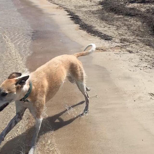 Happiness is....
#4dogswalking
#beachhounds
#waterfurbabies