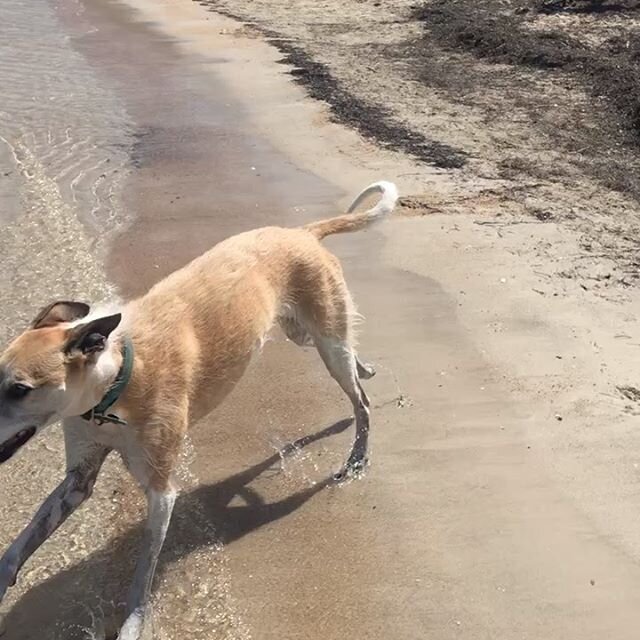 Happiness is....
#4dogswalking
#beachhounds
#waterfurbabies