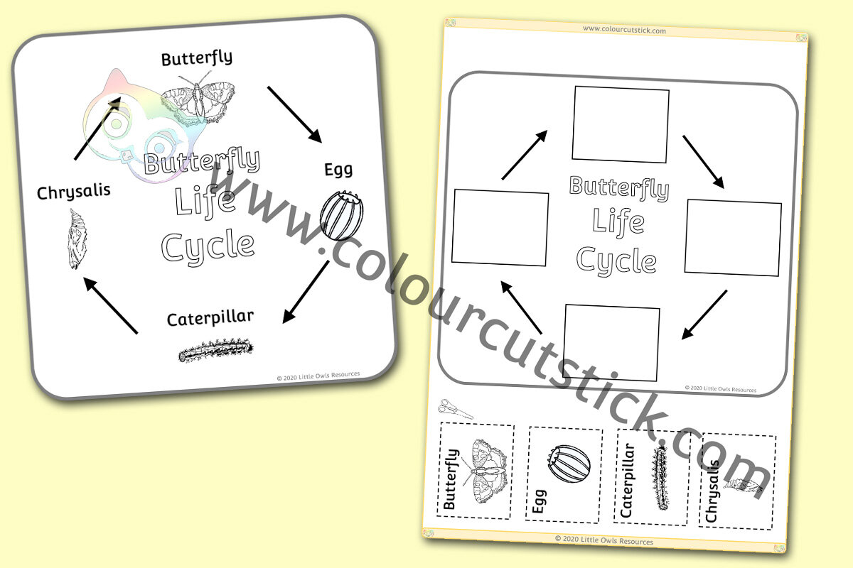 Butterfly Life Cycle Colouring Poster & Activity