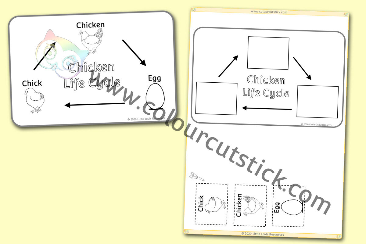 Chicken Life Cycle Colouring Poster & Activity