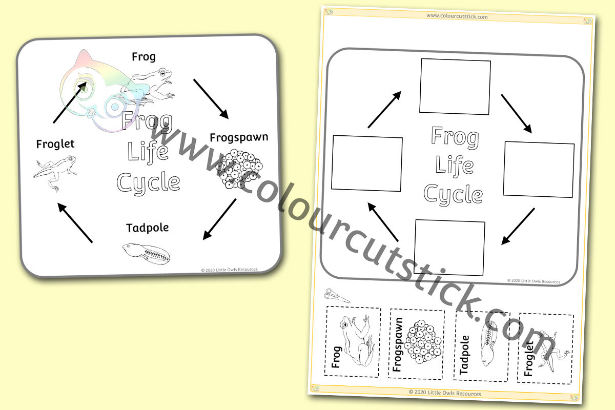 Frog Life Cycle Colouring Poster & Activity