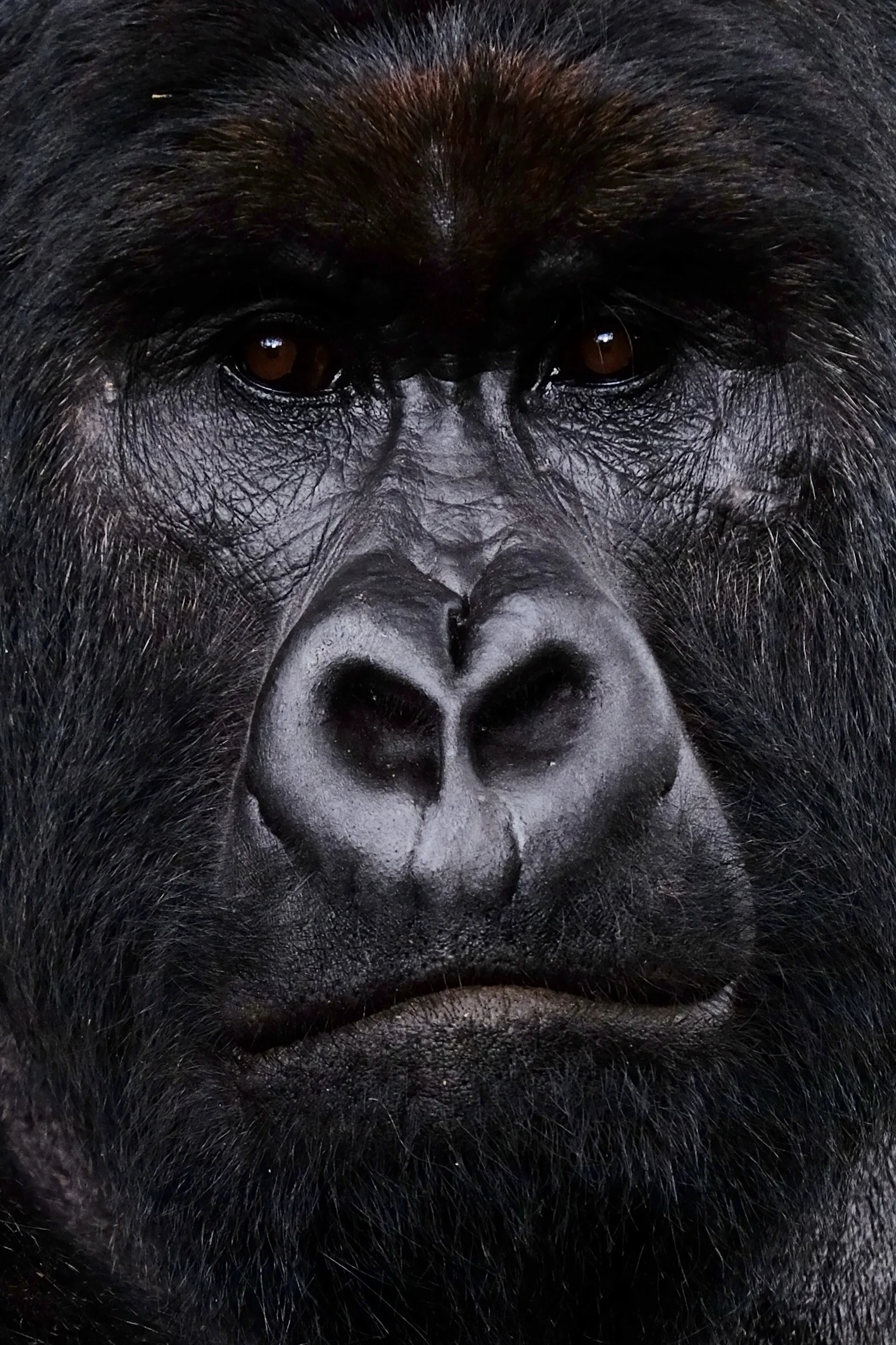 Virunga National Park, DRC - April 2015