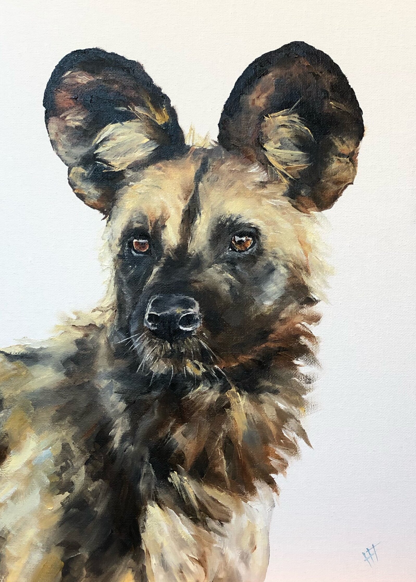 African Wild Dog / Painted Wolf II