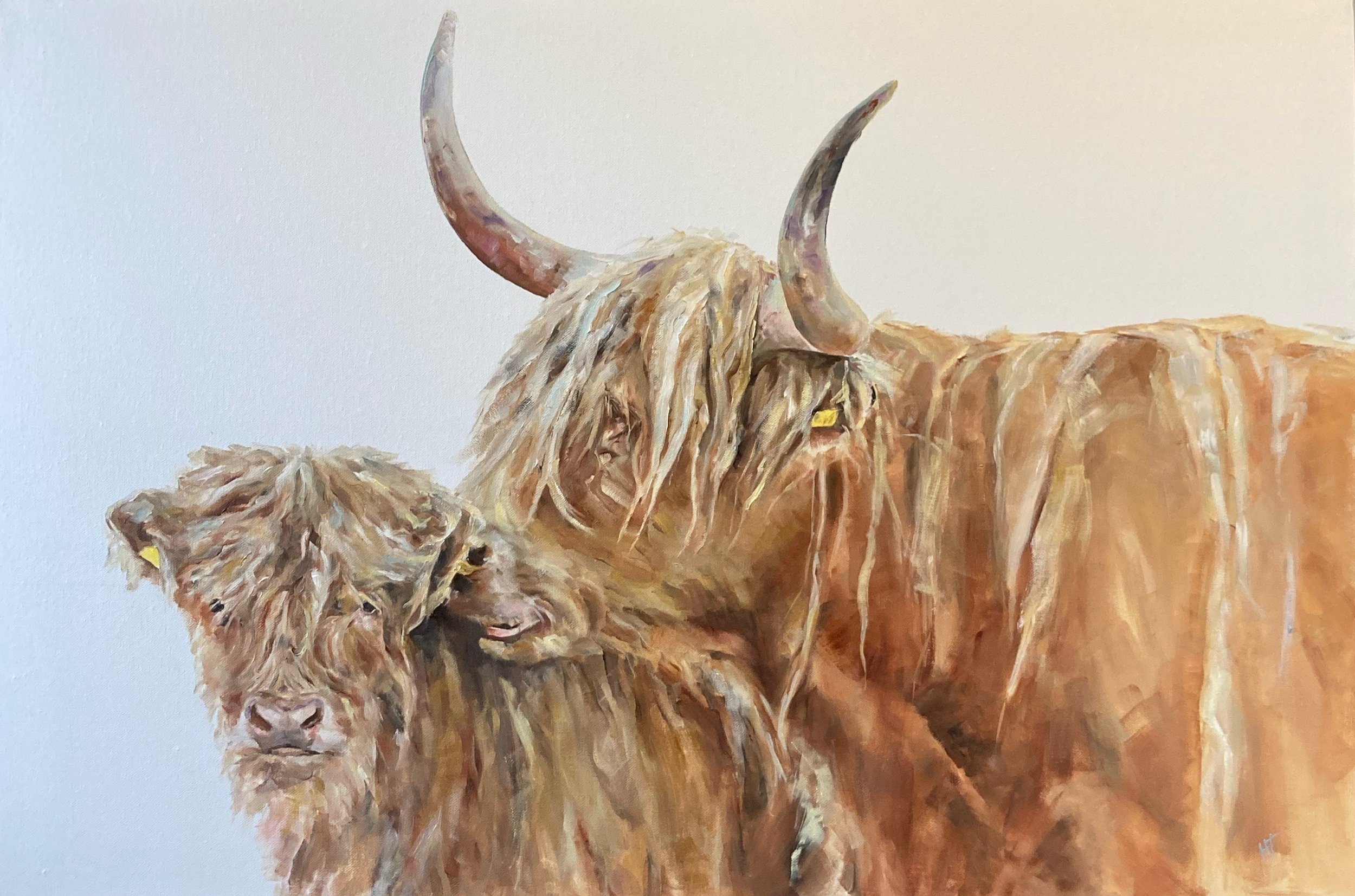 Highland Cow and Calf