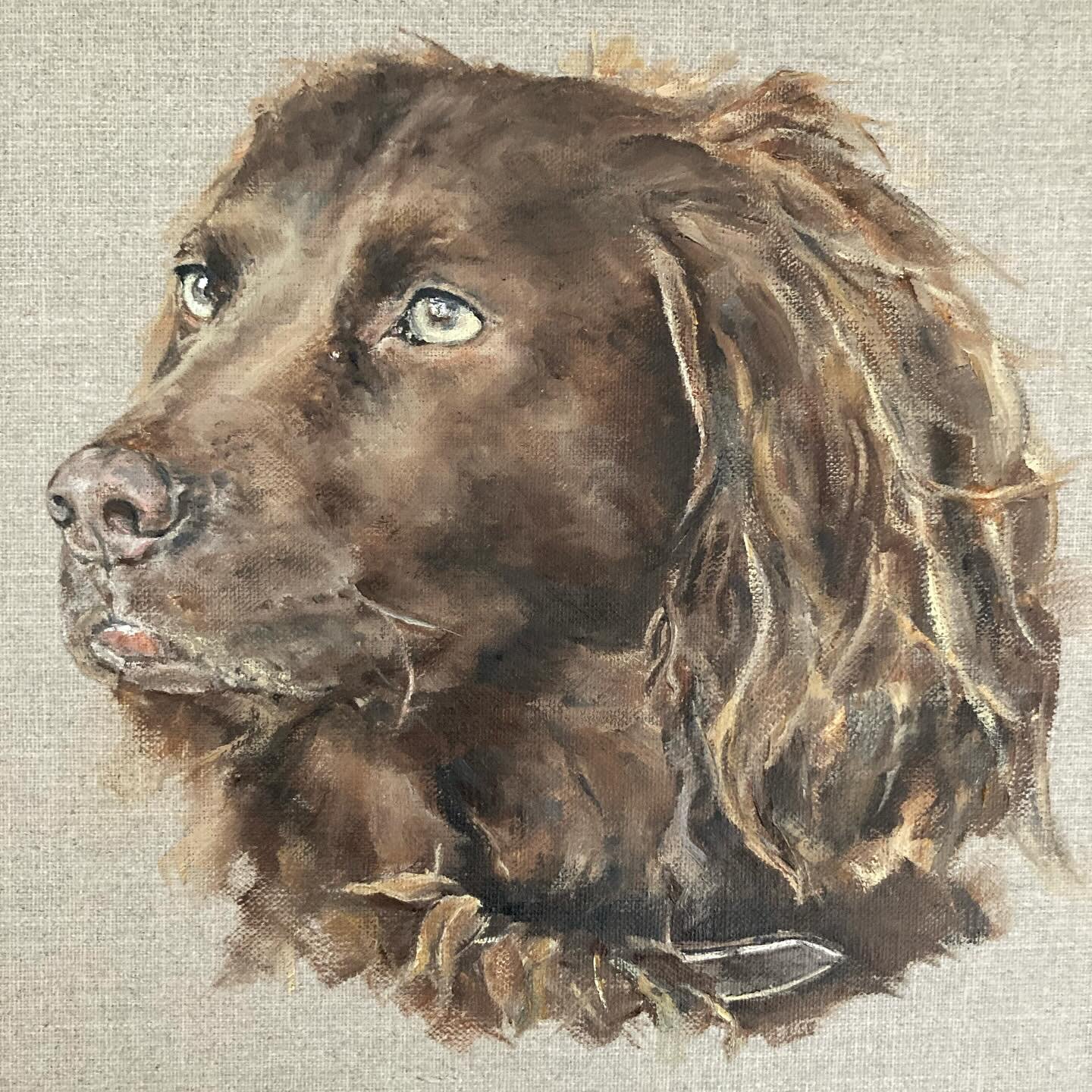 Introducing Welby! A beautiful spaniel commission and my 114th dog portrait. This one is on a 30cm square linen canvas board and is heading back to hang in a houseboat in London, what a lovely thought! 🤎 

HT Art is fully up and running here so plea