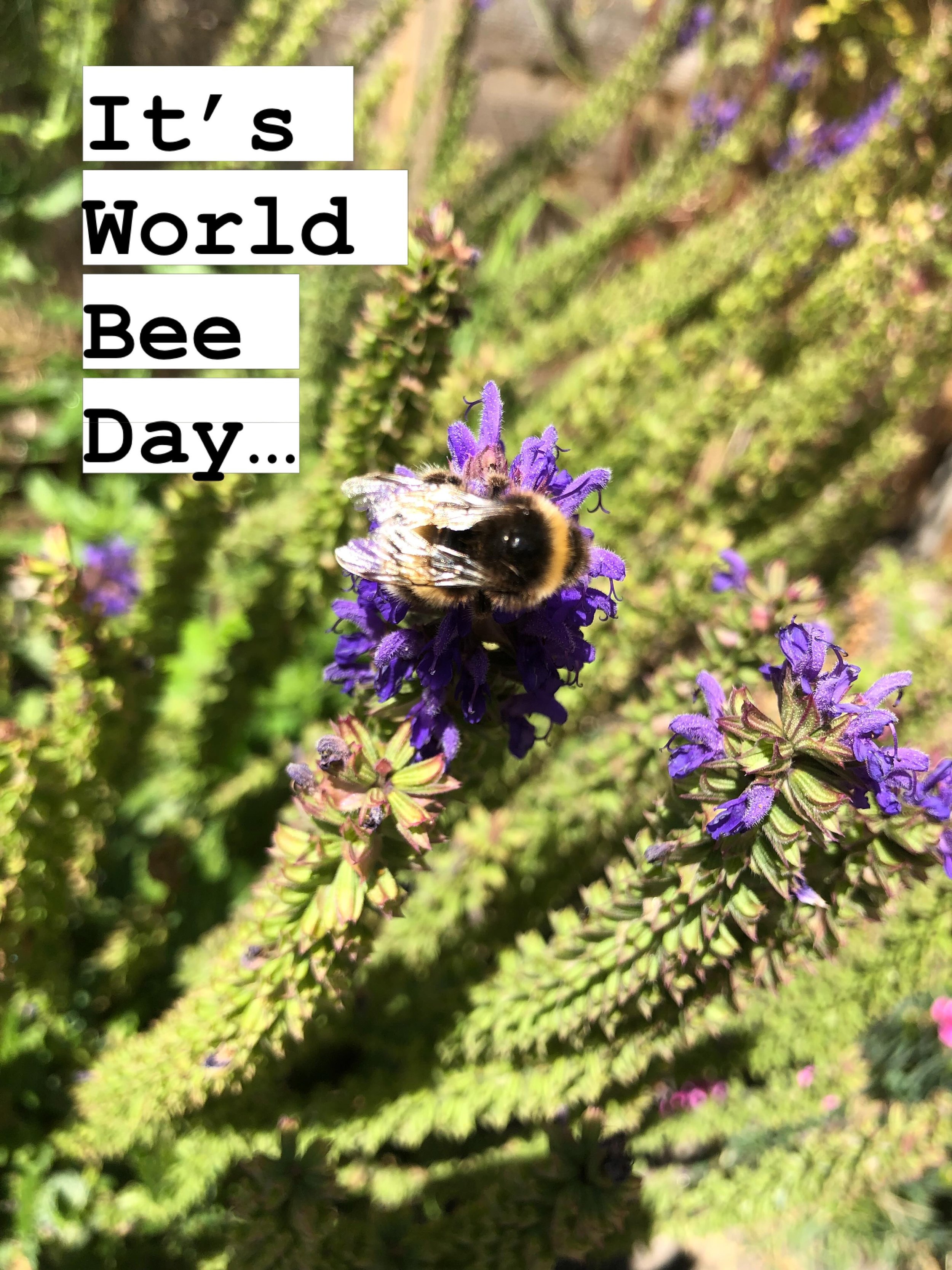 World Bee Day is a chance to celebrate the huge work that these tiny pollinators do in our food and ecosystems. 

I have painted a ton of bees since I started out, experimenting with background colours and canvas size. They sell well as they add a bu