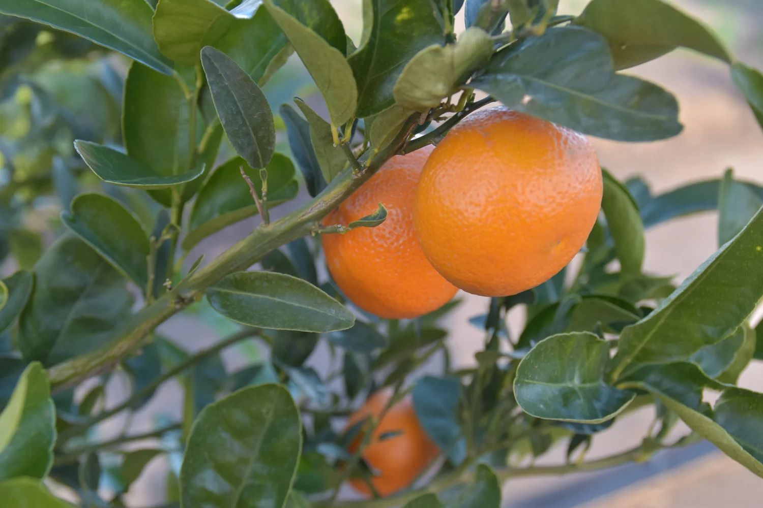 Our Varieties — Pacific Fresh