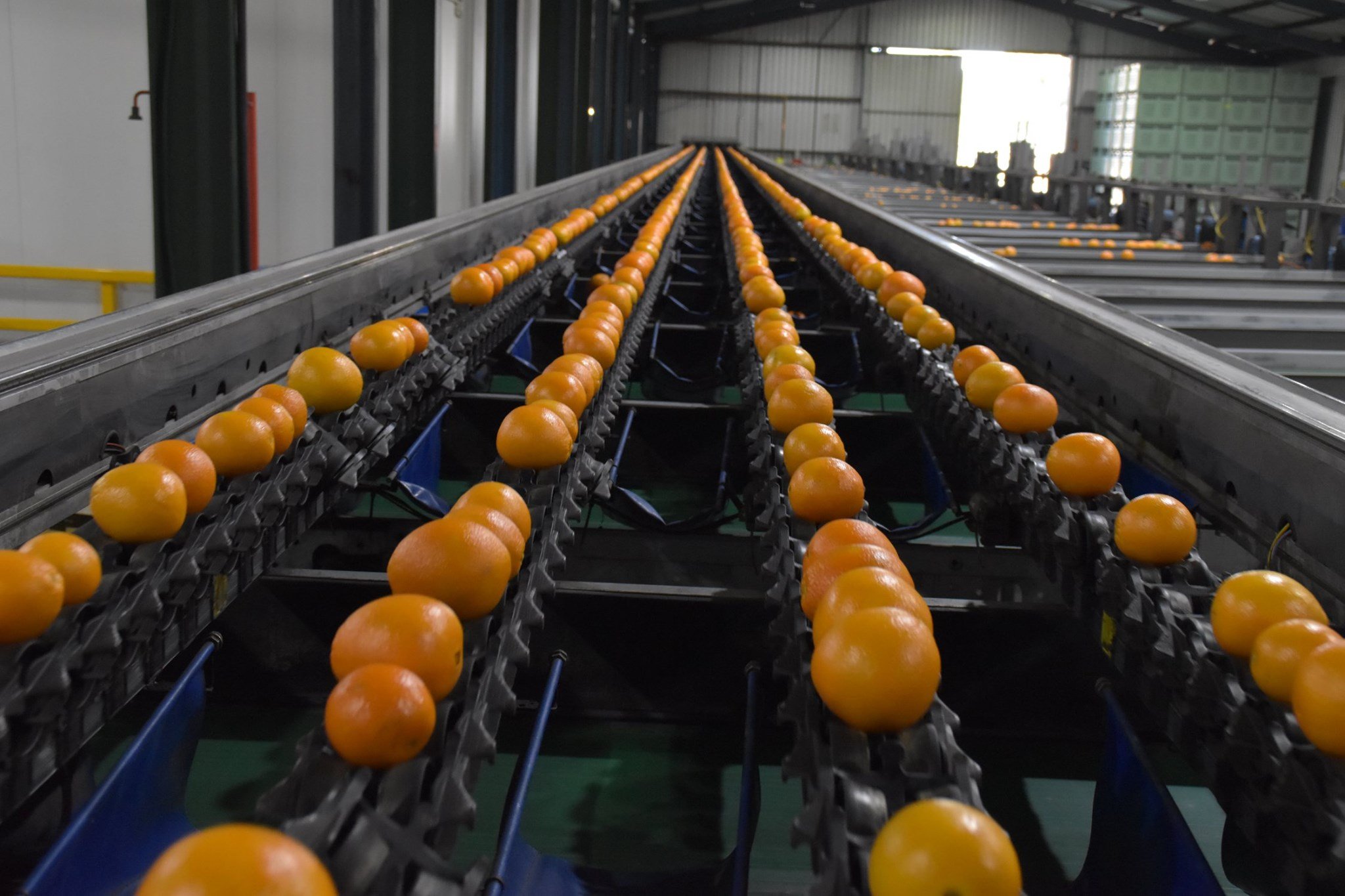 oranges_grader.jpg