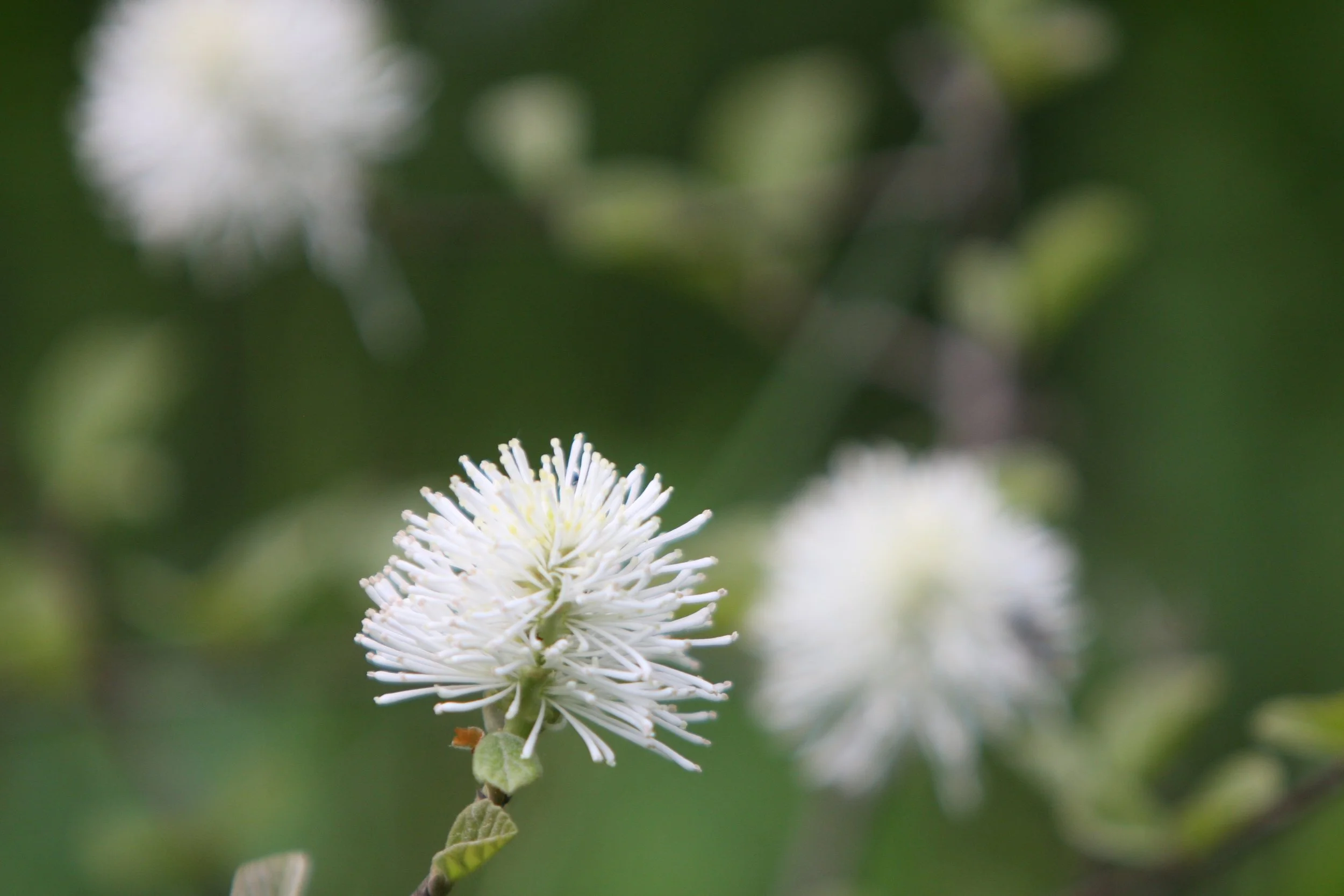 Höyhenpensas Fothergilla major