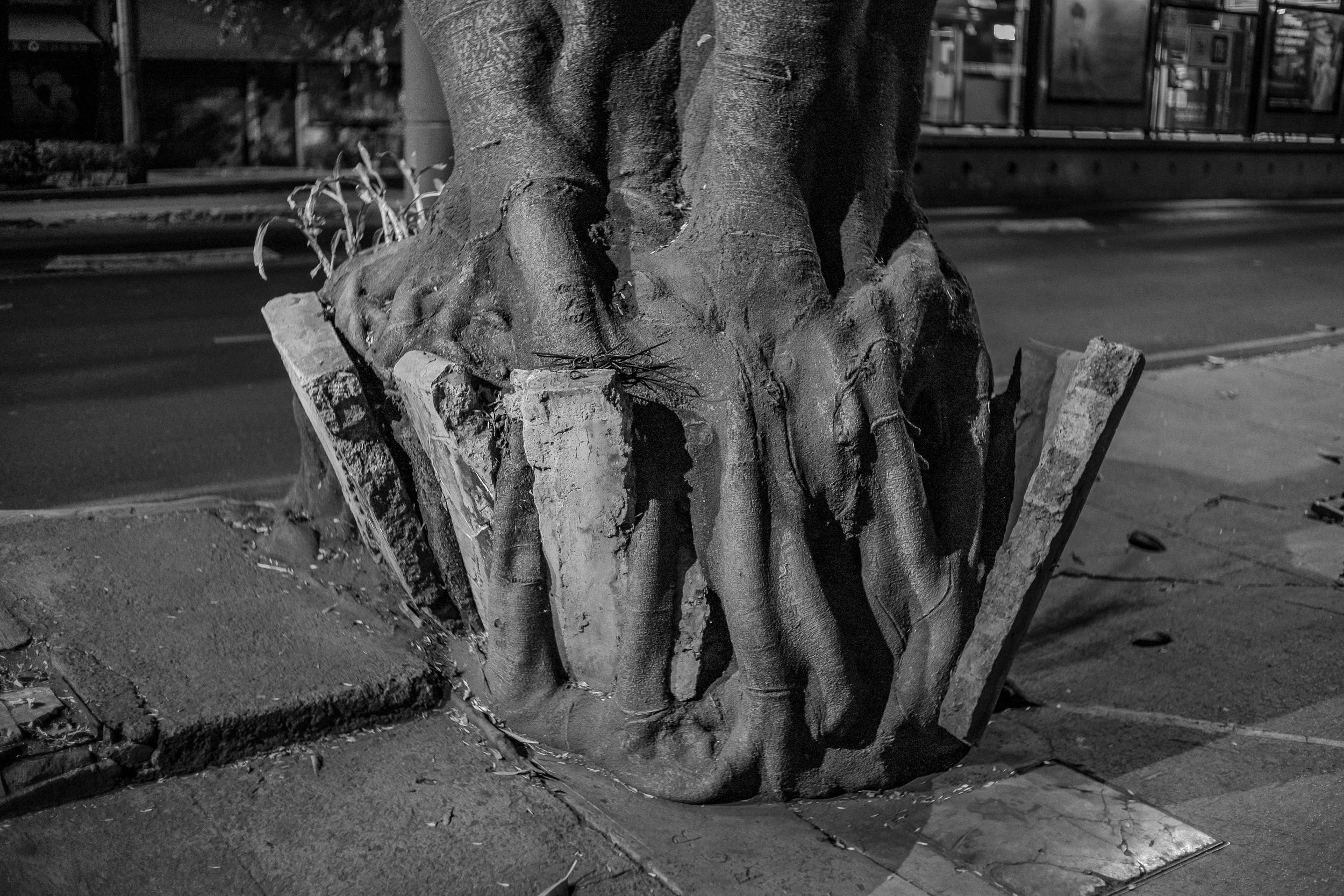 Tree and concrete - Mexico City