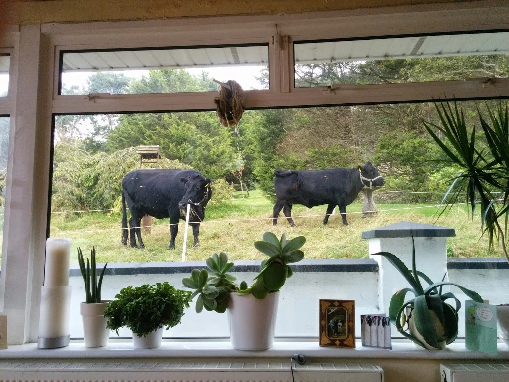 
Kitchen View  