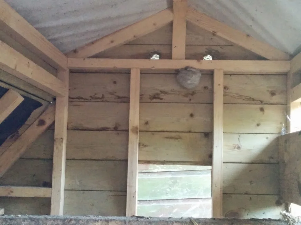 
Wasps & Fenton Blue Hens  