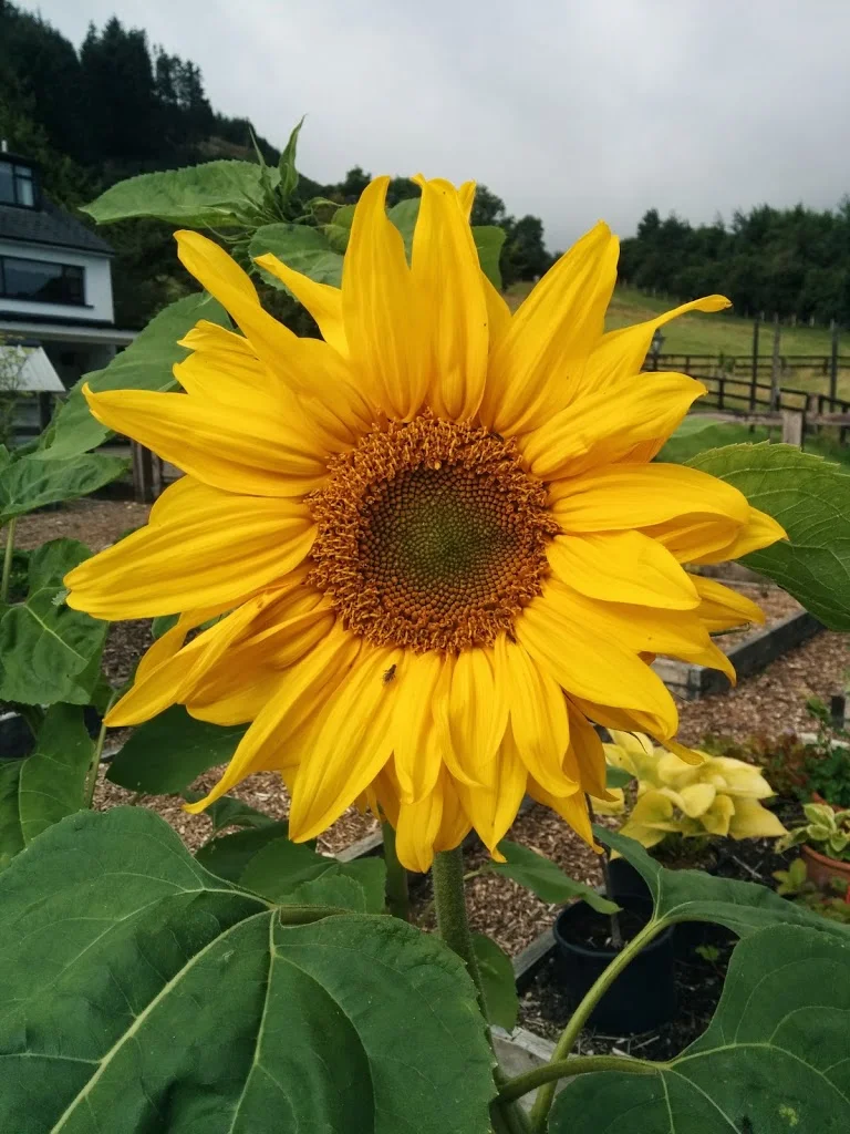 
Giant sunflower is out  