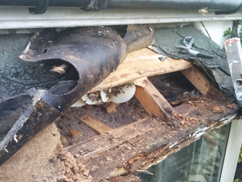 
Bees in a neighbours roof  