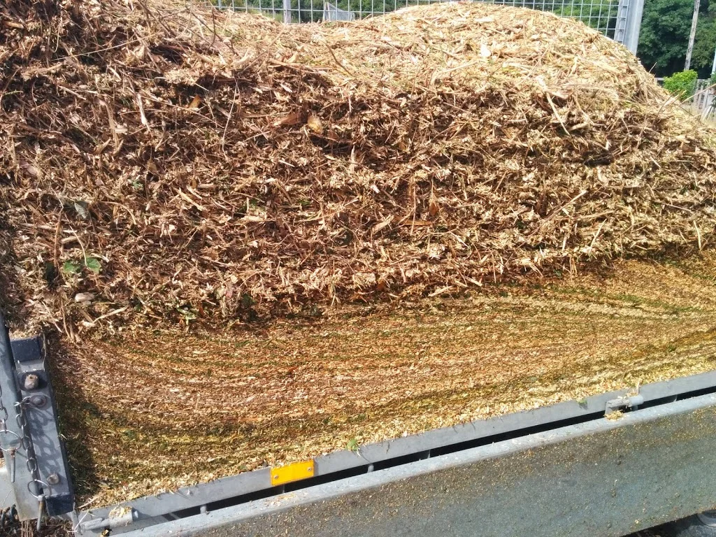 
Cutting the sides off the leylandii trees on the drive  